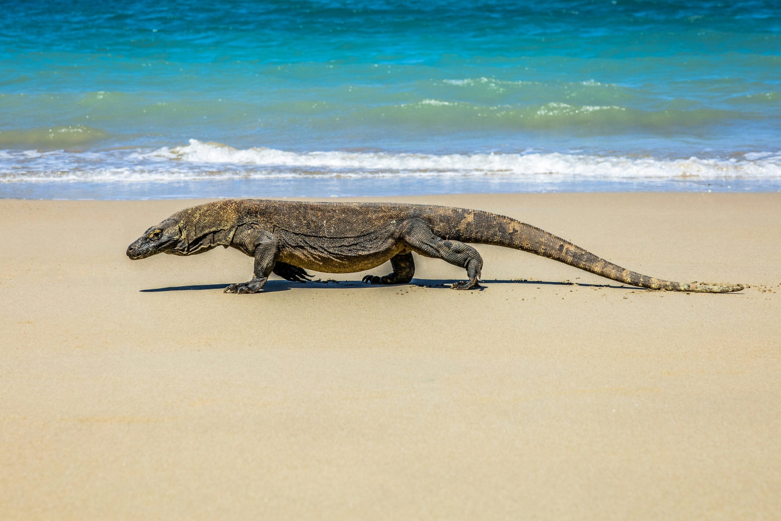 komodo 3